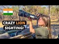 The only asiatic lions of gir forest india 