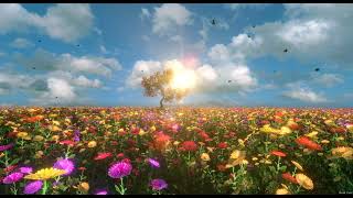 Поле квітів у сонячному промінні. Футаж. / A Field of Flowers in the Sunlight / Поле с цветами / HD
