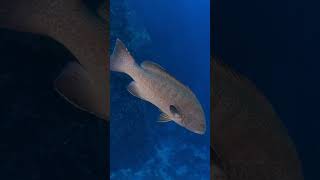 Grouper: The Ocean's Gentle Giant