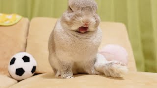あくびしながらもなぜか睡魔と戦い続けるうさぎさん - YouTube