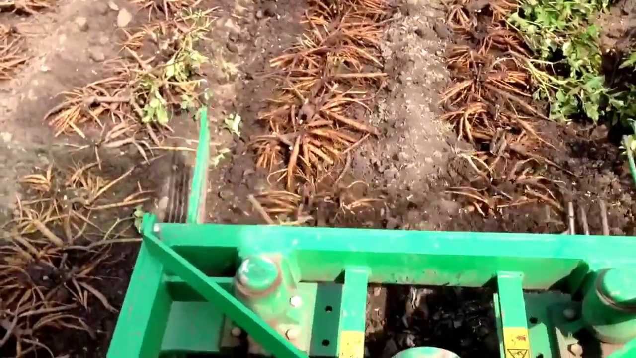 How to dig up Peony Roots? Peony Coral Sunset