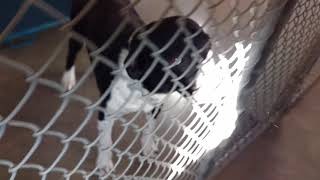 Dogs at the Olathe Animal Shelter, October 11