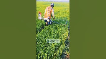 biến máy cắt cỏ chế thành máy cắt lúa siêu đỉnh