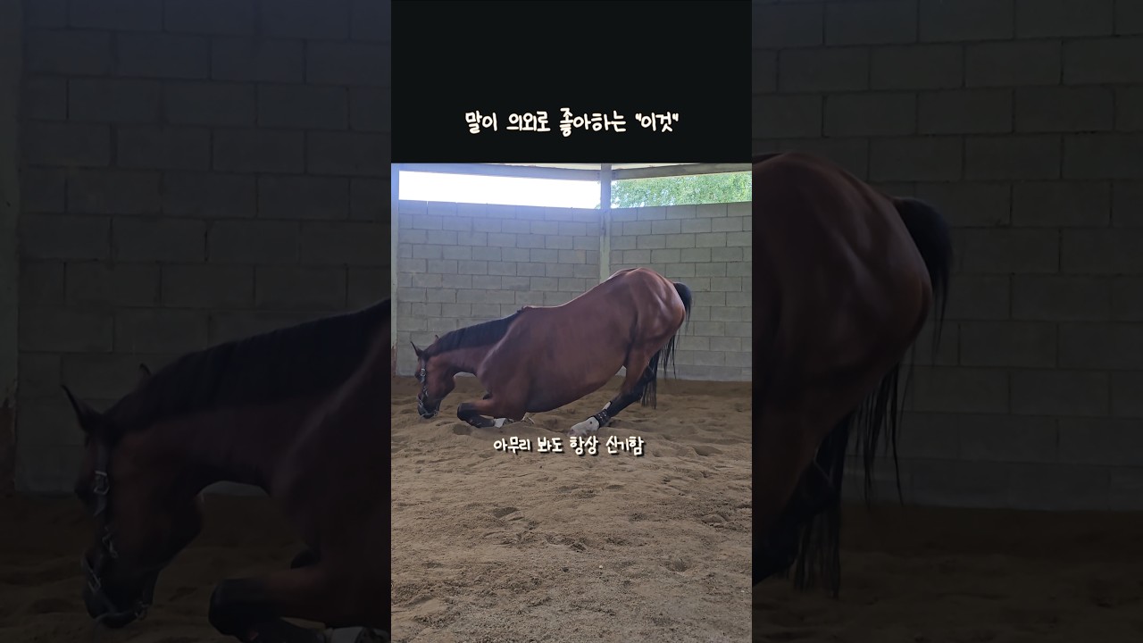 누울 자리 보고 발 뻗기 #속담아님 #진짜이걸좋아함 #🤣🤣🤣🤣🤣