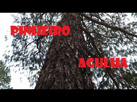 Vídeo: Quantas agulhas de pinheiro há em uma árvore?
