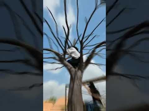 วีดีโอ: โซน 5 ต้นซากุระ: เคล็ดลับในการปลูกต้นซากุระในโซน 5