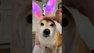 Yippie shiba bunny ☺️