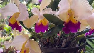 ЦВЕТЕНИЕ ОКТЯБРЯ. ВЕСНА В АВСТРАЛИИ.  MY ORCHID GARDEN IN OCTOBER