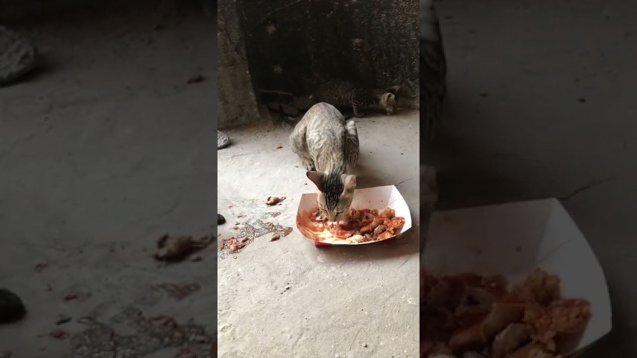 Homeless poor cats eating😭😭😭