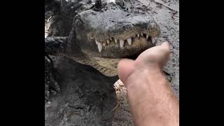 Alligator Bellowing