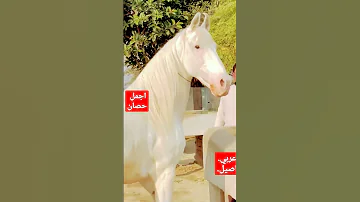 اجمل حصان بالعالم 