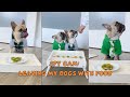 Dogs attempt the leave it challenge