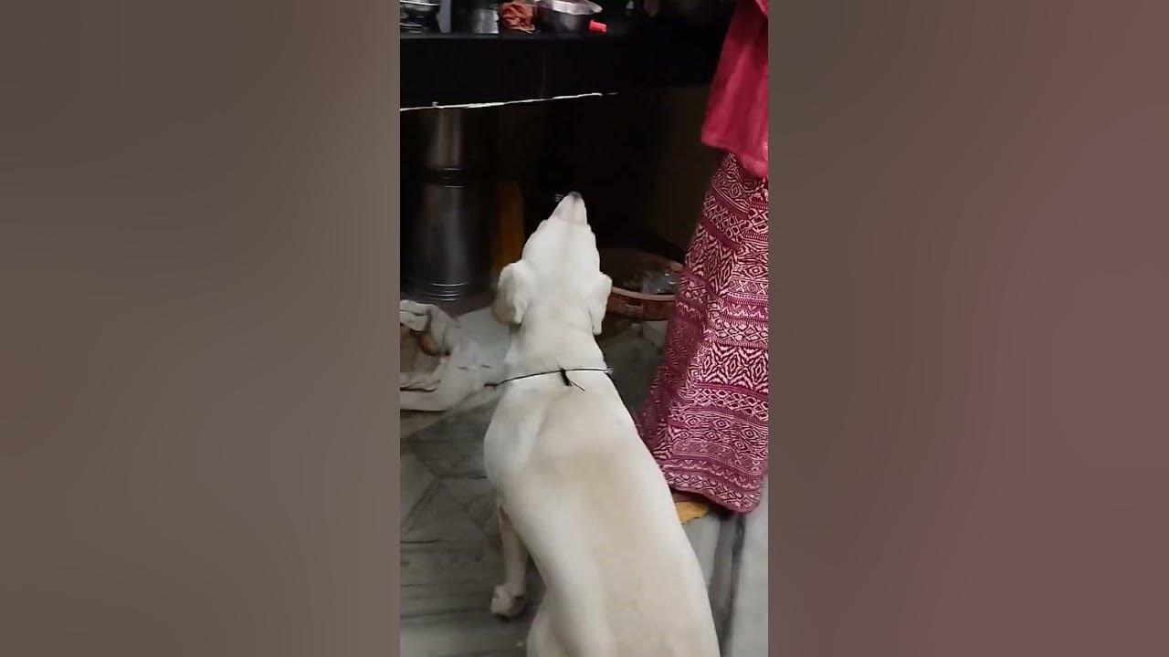 Aaj khane me kya bana hain 🤡 #foodie #cooking #dinner #time #