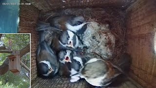 Chestnut-backed chickadees fledge  (23 days old) June 6, 2023 live stream archive