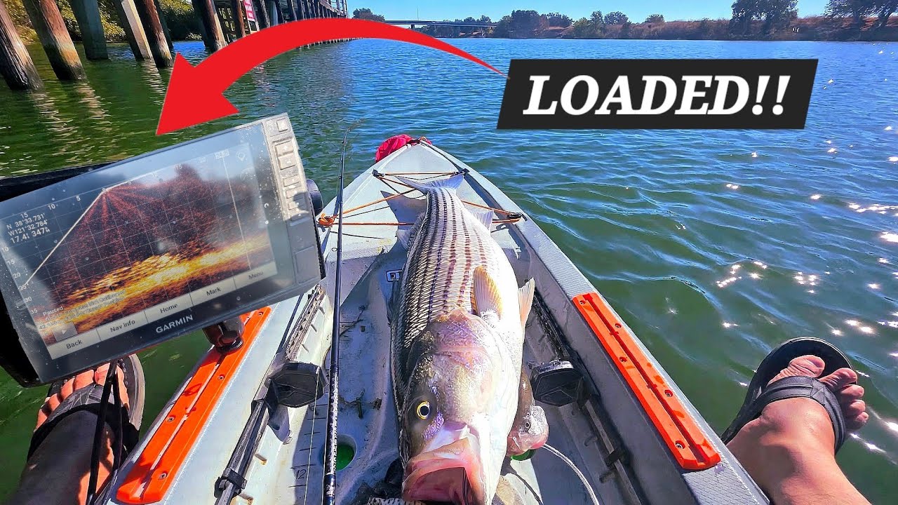 Huge Striper Drags me Around at Barge Cana DWC