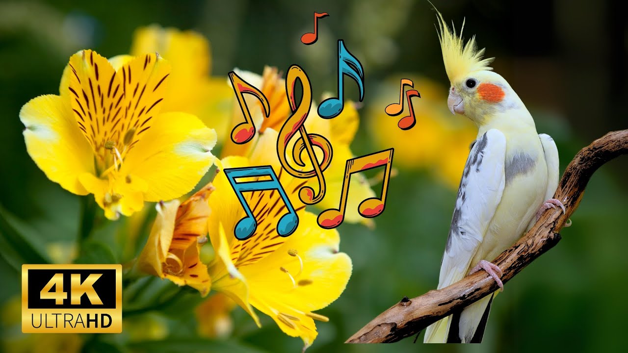 Best way to cockatiel singing training | Melhor forma de treinar calopsita cantando 🦜