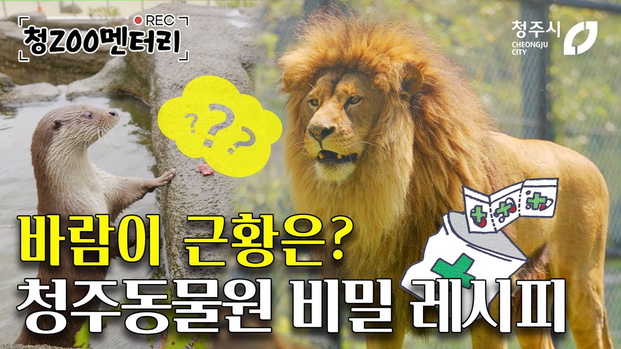 사자 바람이 회춘 비결?! 🥩청주동물원 비밀 레시피