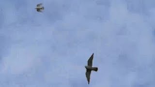 Сокол Сапсан снова атакуют моих голубей!!!Falcon Peregrinus