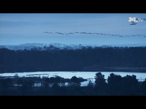 Les grues cendr&eacute;es sur la R&eacute;serve d'Arjuzanx 