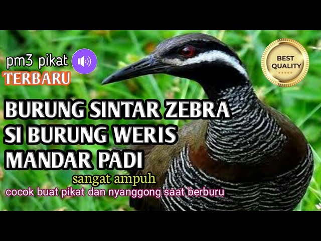 suara pikat burung mandar padi//burung weris zebra//burung siantar semak. class=