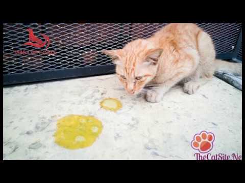 Video: Apakah Mungkin Memberi Makanan Anjing Kucing: Mengapa Tidak Mungkin Memberinya Makan, Bagaimana Komposisi, Bahaya Dan Manfaatnya Berbeda, Pendapat Dokter Hewan
