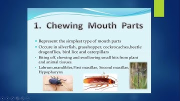 BASICS OF ENTOMOLOGY PART III