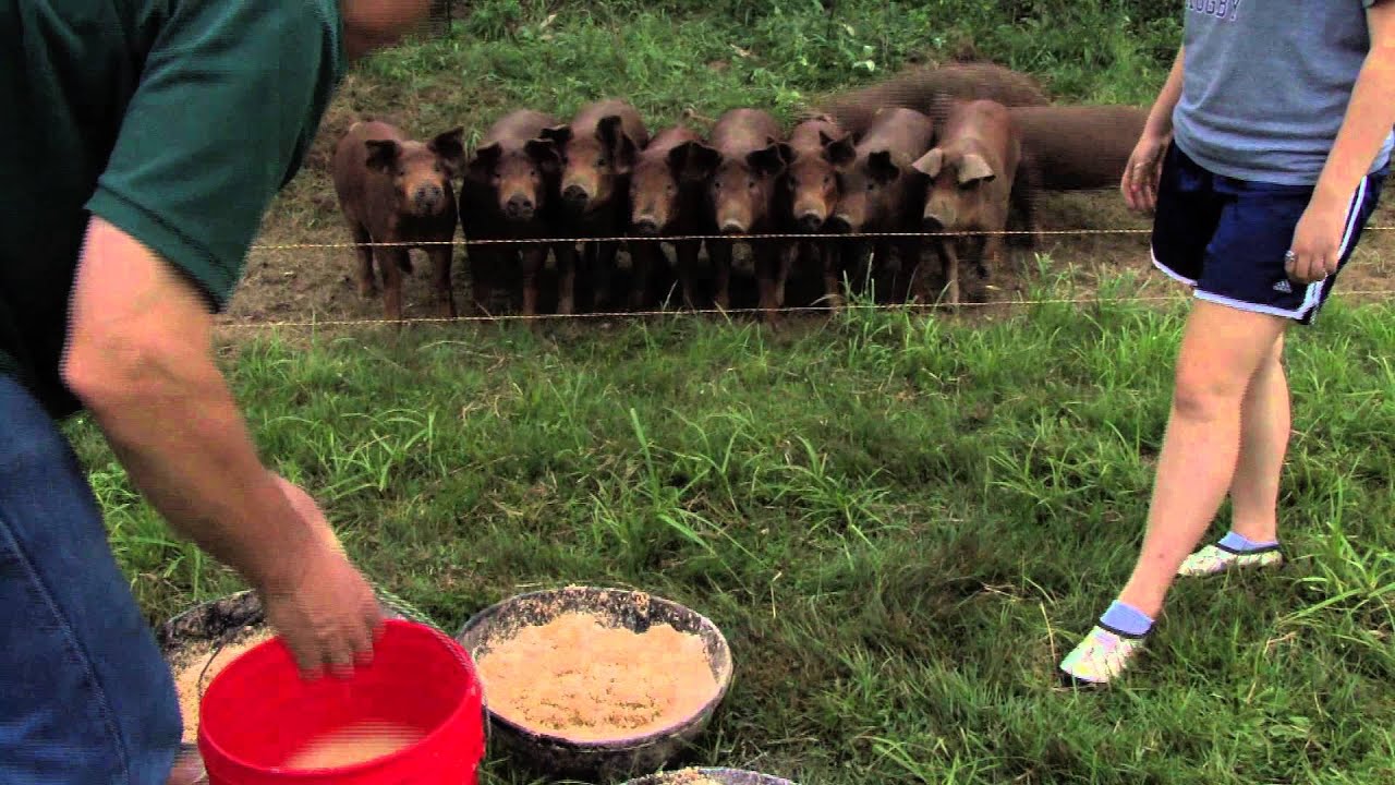 Small Farm Rising - Family Farm Chores