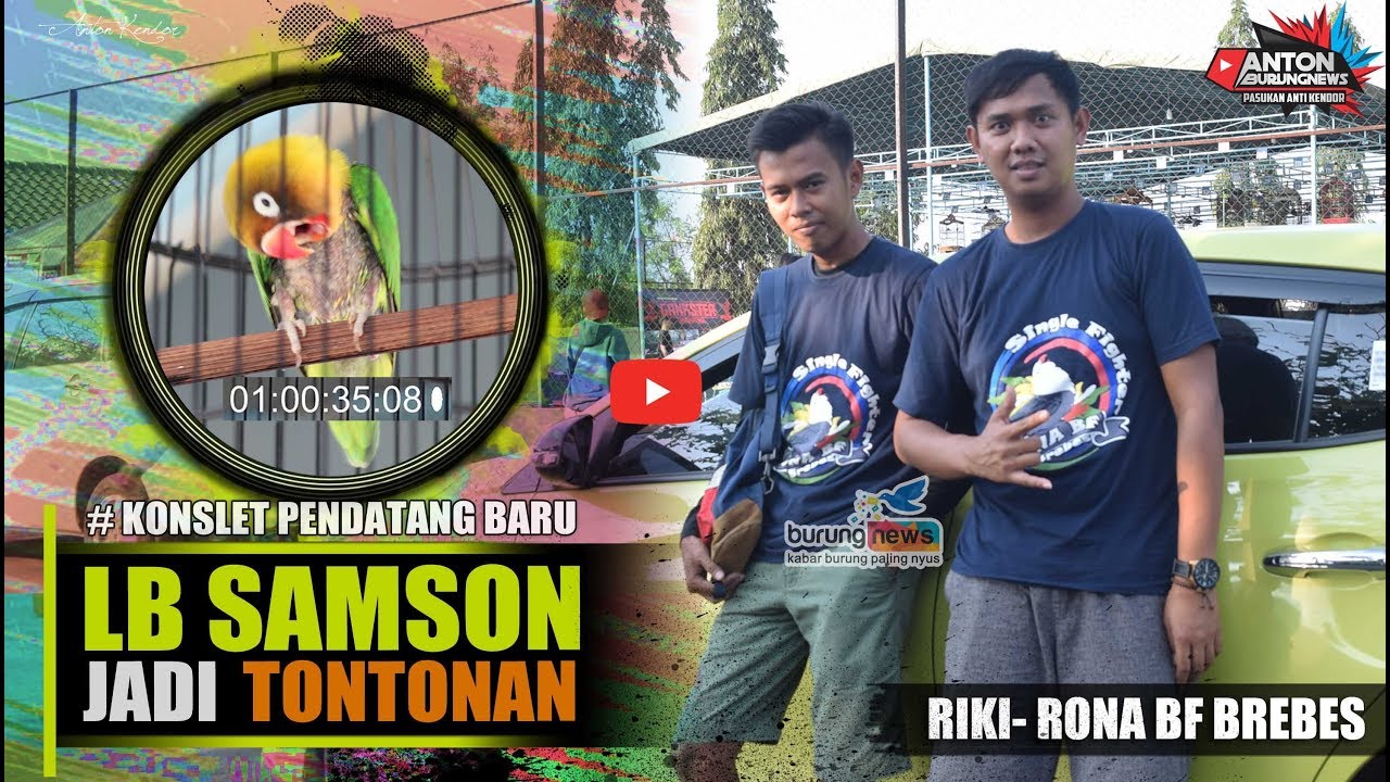 Konslet Pedatang Baru Lb Samson The Magic Milik Rona Bf