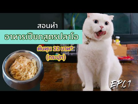 อาหารเปียกแมวสูตรปลาโอ ทำเองง่ายๆ กินแล้วอ้วน​ ไม่เป็นโรคไต