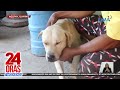 Furparent namatayan ng alagang aso dahil sa init  24 oras weekend