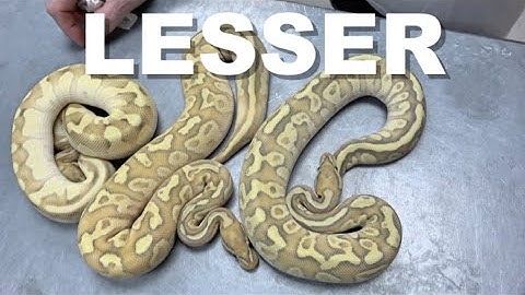 "Featured Morph" Lesser Ball Python