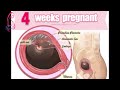 4 weeks pregnant and 4 weeks pregnant Signs And Symptoms 4 weeks ultrasound || Pregnancy Term