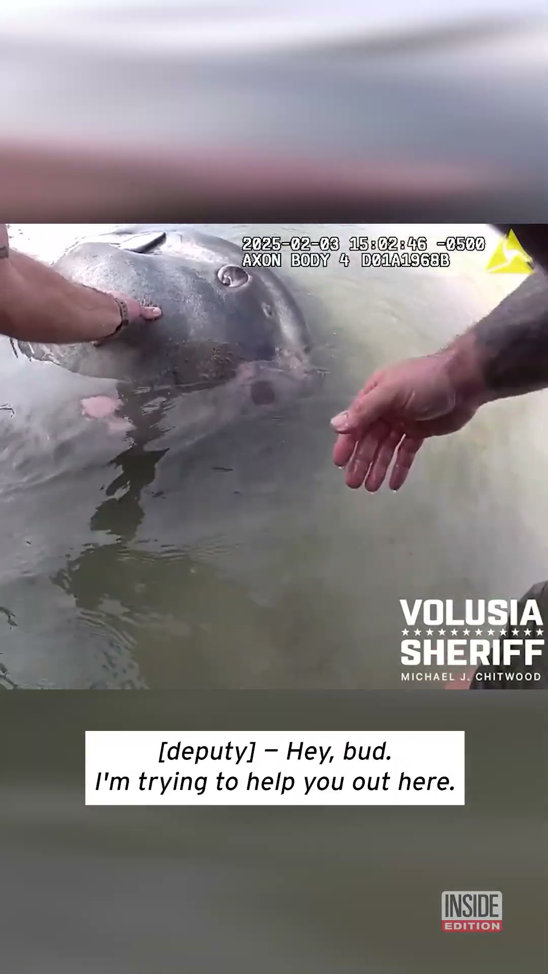 Deputy Frees Stuck Ocean Sunfish #shorts