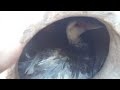 video extra  novidade no ninho da pata