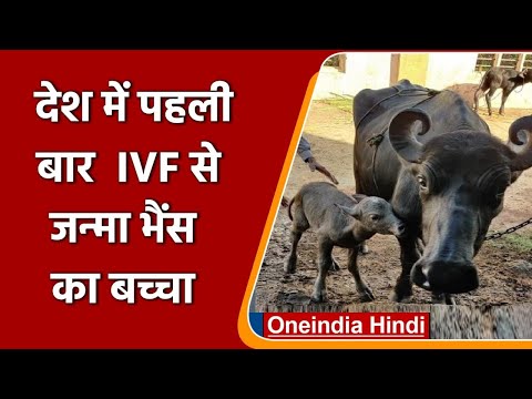 India में पहली बार IVF तकनीक से जन्मा बन्नी नस्ल की Buffalo का बछड़ा | वनइंडिया हिंदी