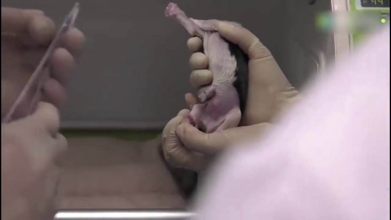 Sinogene the World's First commercial Pet Cloning Company YouTube