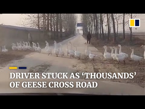 Driver stuck as ‘thousands’ of geese cross road in China