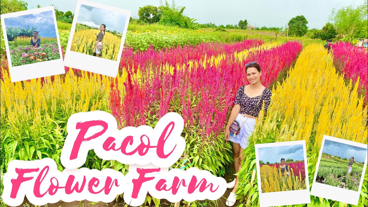 Flower Farm,Pacol, Little Baguio of Naga City Biyaheng Bicol YouTube