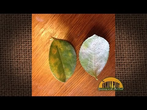 Video: Co je Camellia Leaf Gall: Jak léčit hálky na listech Camellia