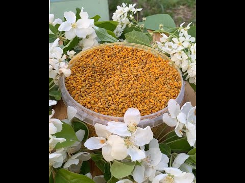 Пчелы несут пыльцу.