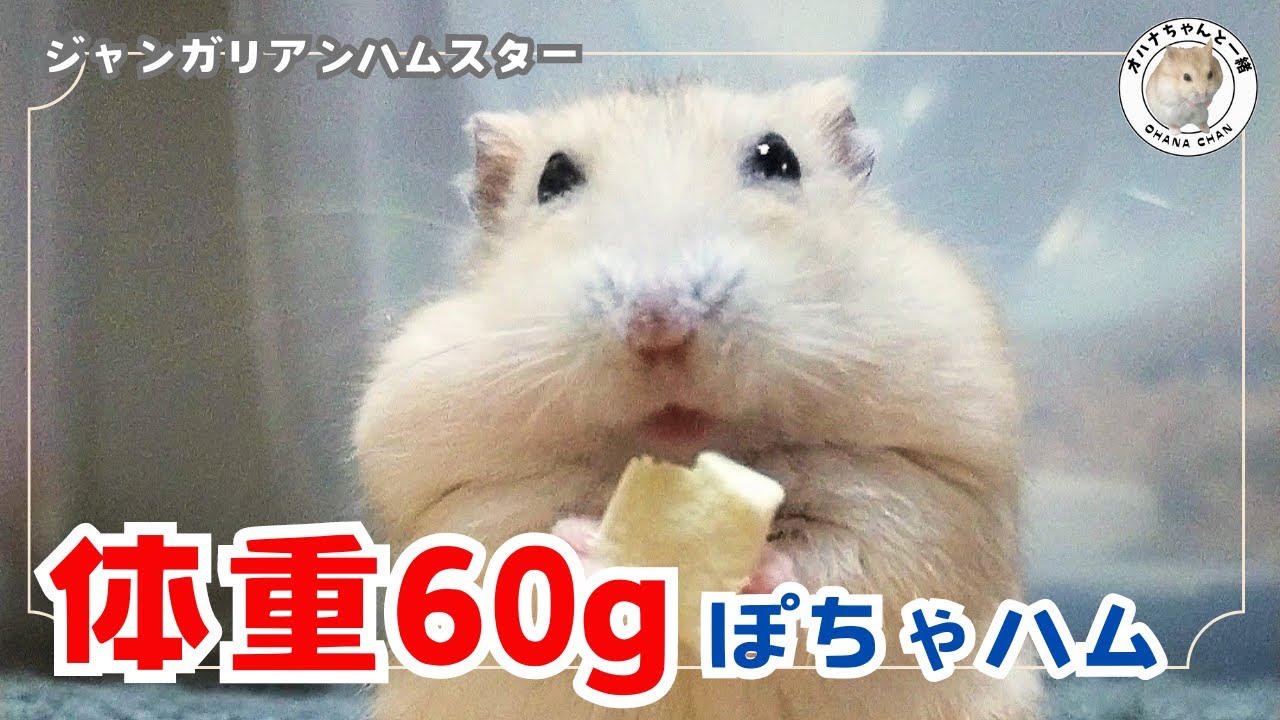 体重60g！ぽっちゃりハムスターのダイエットを妨げるかわいい理由とは