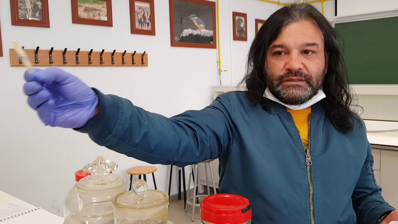 Amphioxus and Tunicata