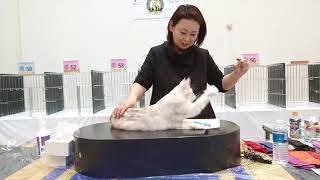 GC MARINDAY MELEK MONTSERRAT SILVER PATCHED MAC TABBY TURKISH ANGORA 12/21/2019JAPAN SHADED FANCIERS by Turkish Angoras 257 views 4 years ago 3 minutes, 43 seconds