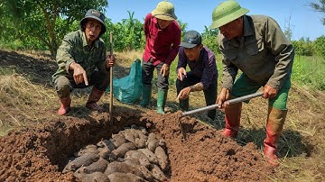 Sốc! Hiện Tượng Lạ Phát Hiện Rất Nhiều Chuột Trong 1 Lỗ