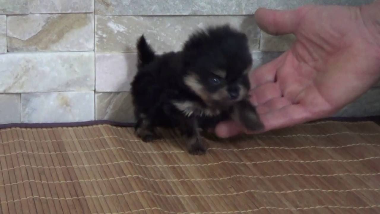 Mini Chiot Spitz Nain Pomeranien Loulou De Pomeranie Youtube