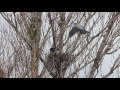 Воронье семейство строит гнездо. Crow&#39;s family build a nest