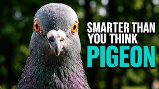 Why Do You Never See Baby PIGEONS? 100 Facts About The Most Popular Bird | Animal Documentary