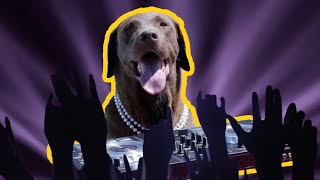 My Labrador Learns How To DJ!