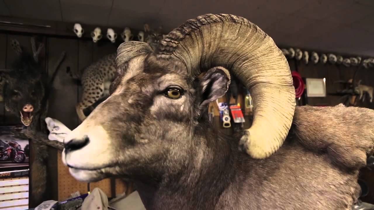 The art of taxidermy in Eudora, Kansas YouTube