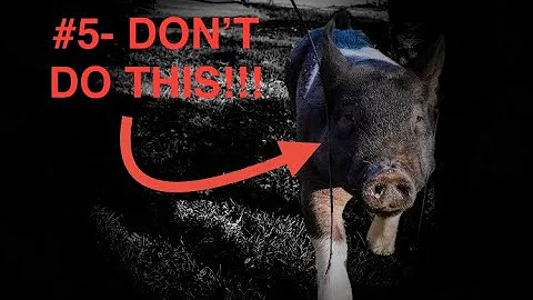 5 Essential STEPS to train your showpig… fast!